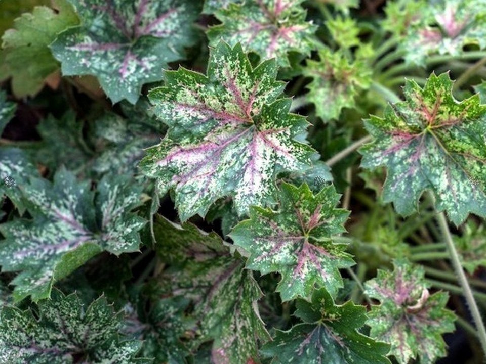 Żurawka Dew Drops Heuchera C2
