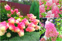 Hortensja bukietowa Vanille Fraise PBR Hydrangea paniculata C3