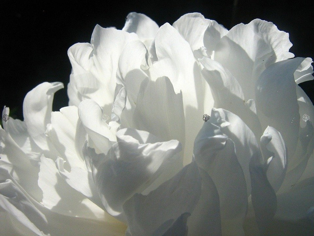 Piwonia biała Paeonia C2