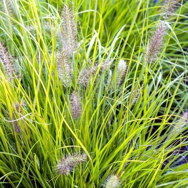 Rozplenica japońska Hameln Gold PBR Pennisetum alopecuroides C2