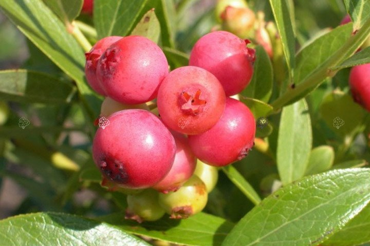 Borówka amerykańska Pink Lemonade Vaccinium corymbosum P9