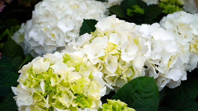 Hortensja ogrodowa Pax Hydrangea macrophylla P9