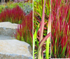 Imperata cylindryczna Red Baron Imperata cylindrica C2