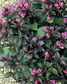 Krzewuszka cudowna Minor Black PBR Weigela florida C5