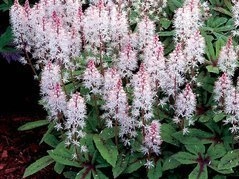 Tiarella Spring Symphony Tiarella C2