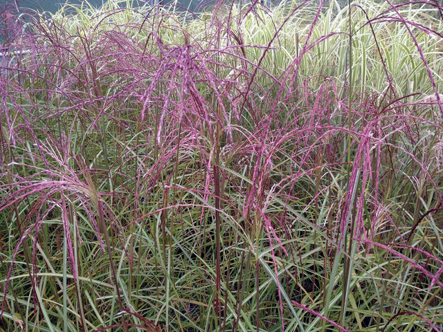Miskant chiński Flamingo Miscanthus sinensis P9