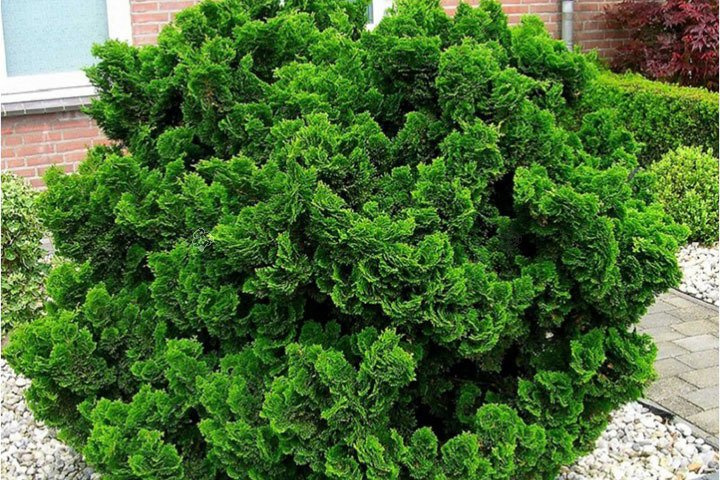 Cyprysik tępołuskowy Nana Gracilis Chamaecyparis obtusa C2