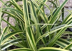 Turzyca Morrowa Vanilla Ice PBR Carex morrowii C3