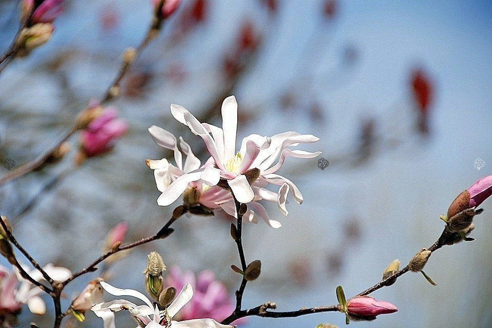 Magnolia Loebnera Merrill Magnolia loebneri C5