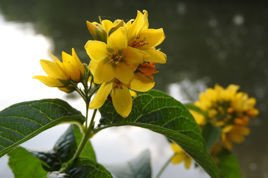 Tojeść kropkowana Lysimachia punctata P9