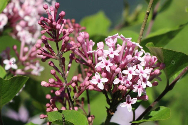 Lilak Josee Syringa