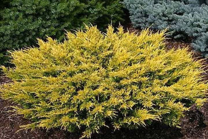 Jałowiec Pfitzera Old Gold Juniperus pfitzeriana P9