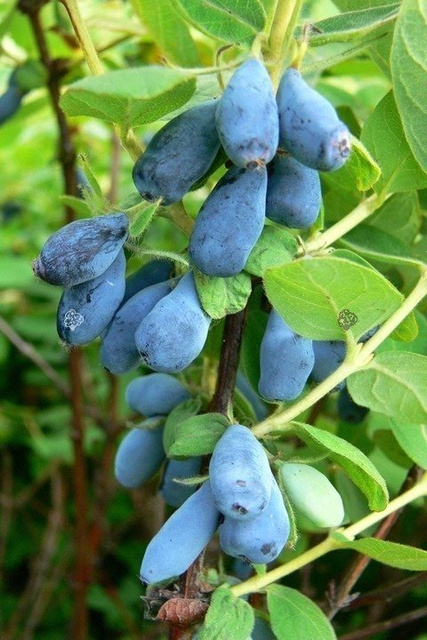 Jagoda kamczacka Duet Lonicera caerulea var. kamtschatica C2
