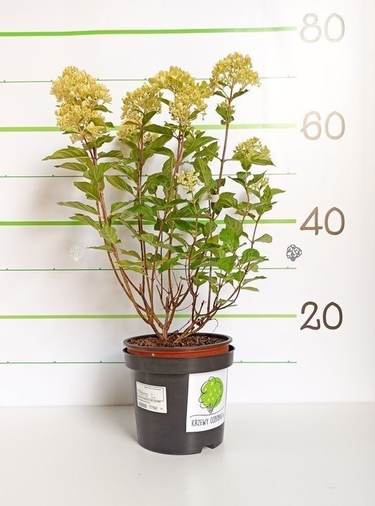 Hortensja bukietowa Little Lime PBR Hydrangea paniculata C3