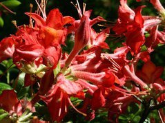 Azalia wielkokwiatowa Dr M.Oosthoek Rhododendron mollis C4