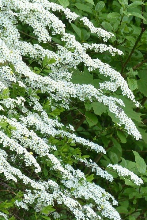 Tawuła szara Grefsheim Spiraea cinerea P9