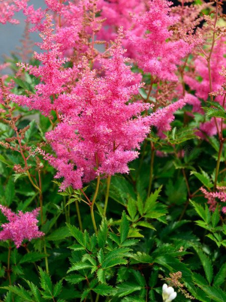 Tawułka Anita Pfeifer Astilbe arendsii P9