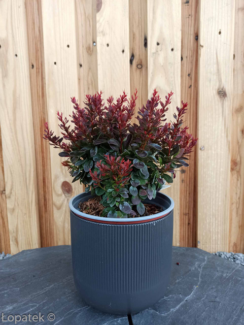 Berberys Thunberga Bagatelle Berberis thunbergii C2