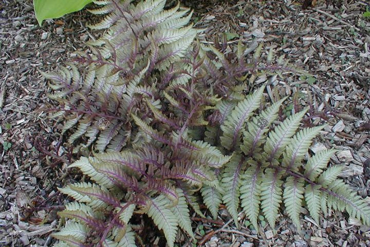 Wietlica japońska Ursula's Red Athyrium niponicum C2