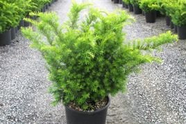 Cis pośredni Green Mountain Taxus media C2