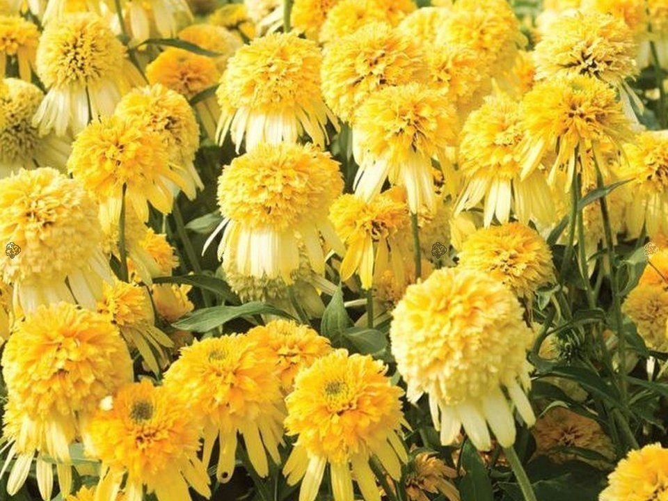 Jeżówka Lemon Drop Echinacea  C1,5