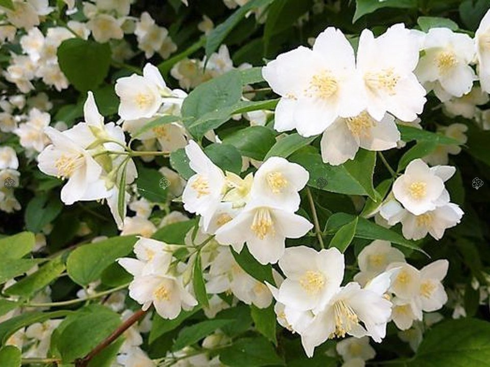 Jaśminowiec wonny Philadelphus coronarius C3