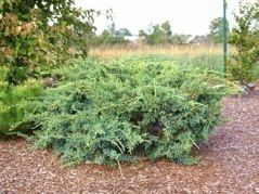 Jałowiec łuskowaty Holger Juniperus squamata P9