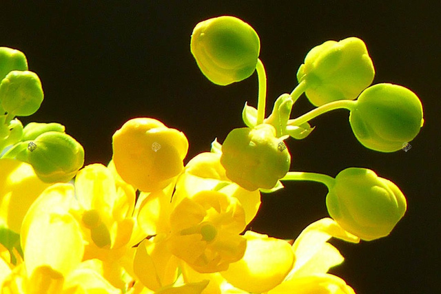 Mahonia pospolita Mahonia aquifolium C2
