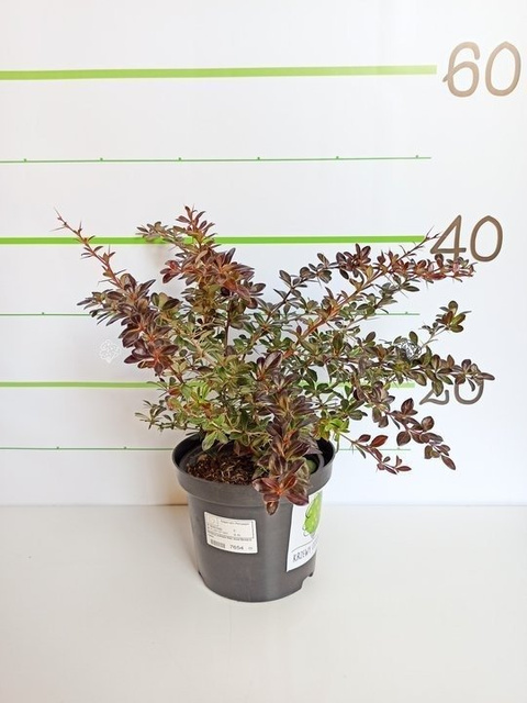 Berberys pośredni Red Jewel Berberis media C2