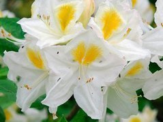Azalia wielkokwiatowa Persil Rhododendron C4