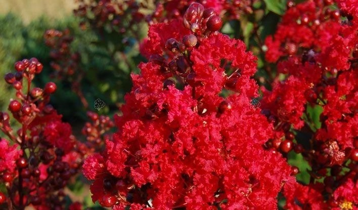 Lagerstroemia indyjska Red Imperator Lagerstroemia indica P9