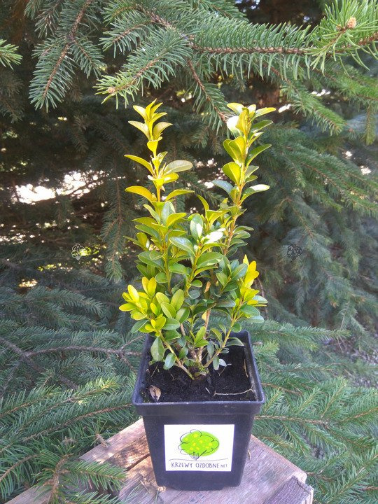 Bukszpan wieczniezielony Buxus sempervirens P9