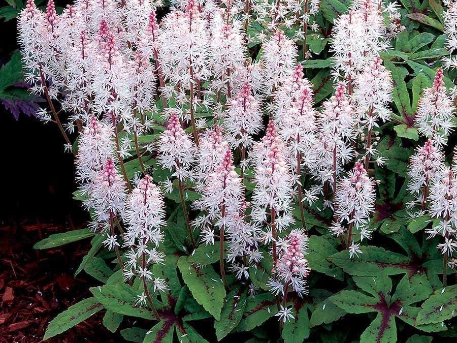 Tiarella Spring Symphony Tiarella C2