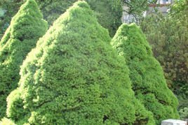 Świerk biały Conica Picea glauca C5