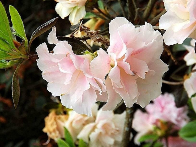 Azalia japońska Eliza Hyatt Rhododendron obtusum C2