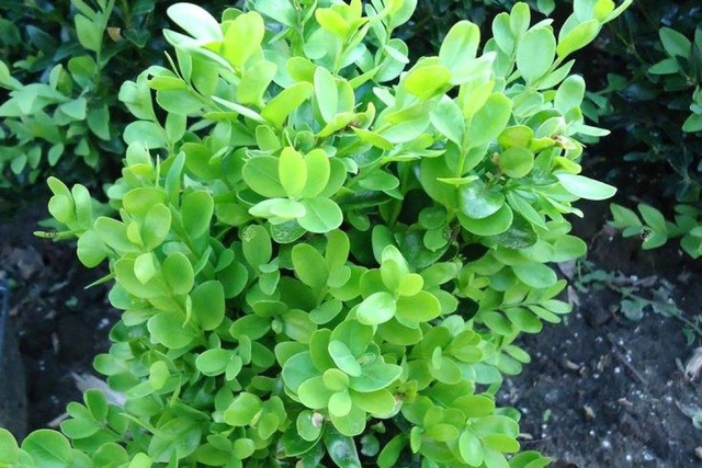 Bukszpan wieczniezielony Suffruitcosa Buxus sempervirens P9