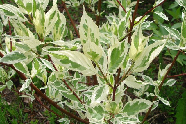 Dereń biały Elegantissima Cornus alba C3