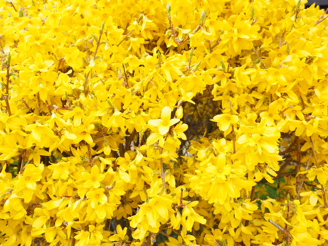 Forsycja Goldrausch Forsythia C3