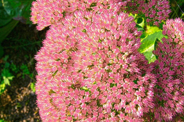Rozchodnik kaukaski Variegatum Sedum spurium P9