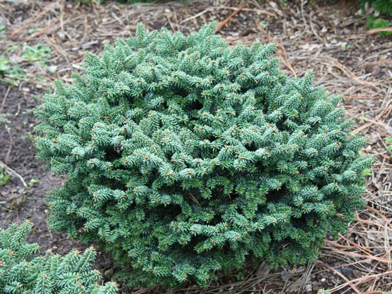 Jodła balsamiczna Kiwi Abies balsamea C2