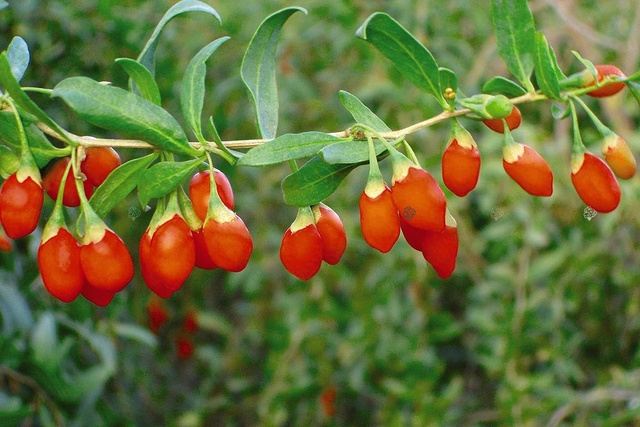 Kolcowój szkarłatny pospolity Lycium barbarum C2