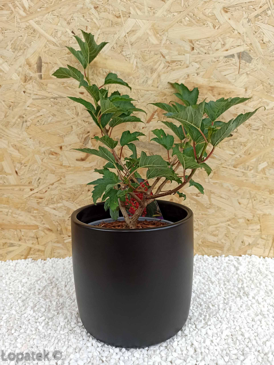 Kalina koralowa Compactum Viburnum opulus C2