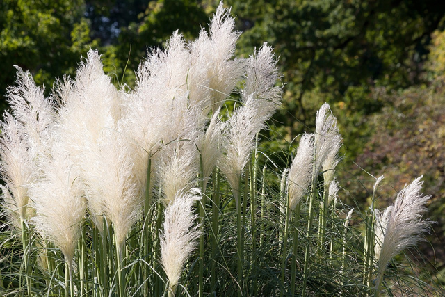 Trawa pampasowa Pumila Cortaderia selloana P9