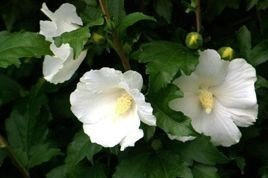 Ketmia syryjska Totus Albus Hibiscus syriacus C2