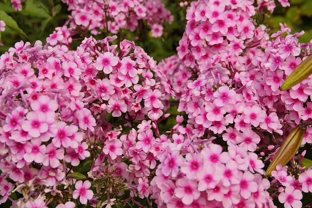 Floks wiechowaty Bright Eyes Phlox paniculata C3