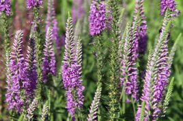 Przetacznik długolistny Eveline Veronica longifolia C2