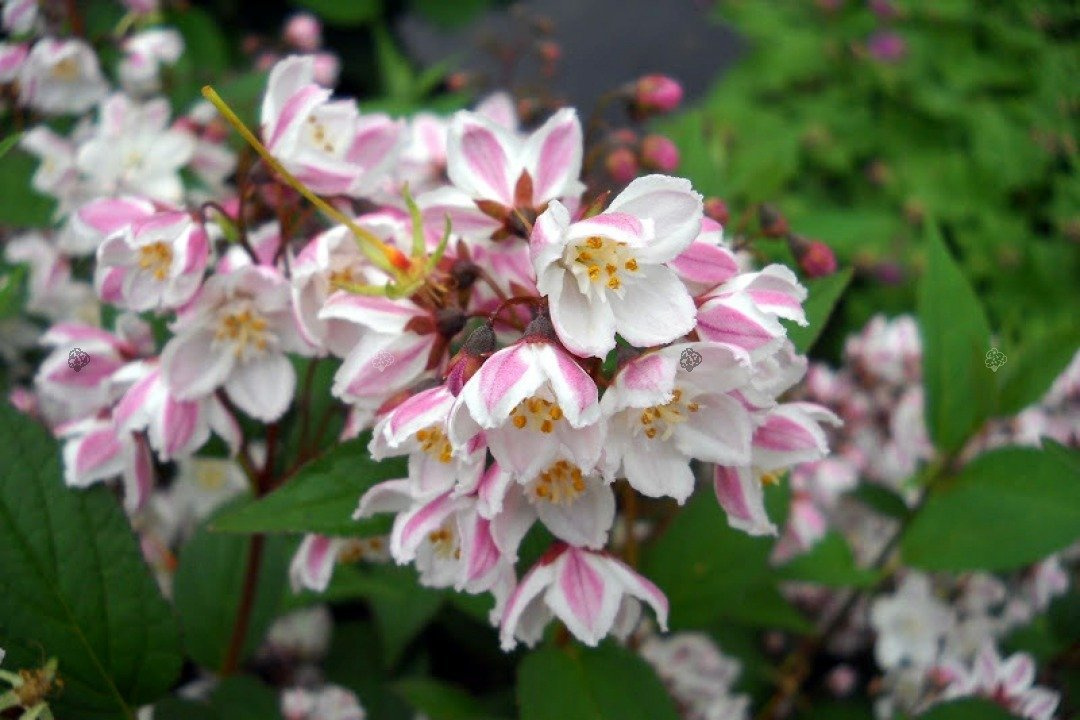 Żylistek zaróżowiony Kalmiiflora Deutzia purpurascens P9