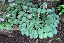 Funkia Pacific Blue Edger Hosta C2