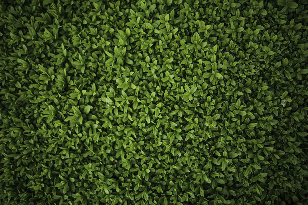 Ligustr pospolity Atrovirens Ligustrum vulgare C2