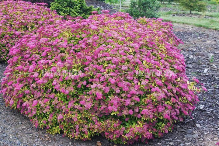Tawuła japońska Anthony Waterer Spiraea japonica C2